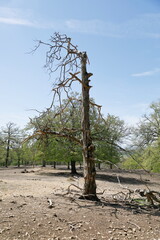 Toter Baum auf einer Waldlichtung