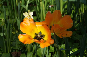 yellow tulip flower