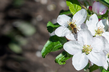 bee on a flower of an apple tree. Spring background