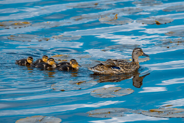 Female mallard leading its ducklings