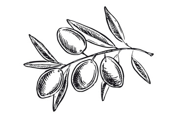 Olives hand drawn style, vector illustrations.