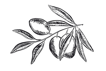 Olives hand drawn style, vector illustrations.