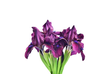 Bouquet of purple irises on a white background. Element for design. Spring flowers