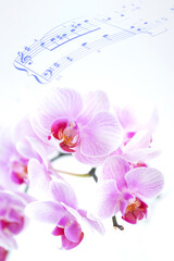 ピンクの胡蝶蘭と楽譜の合成