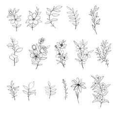 Set of hand-drawn floral elements, plants and flowers. Isolated branches on a white background. 