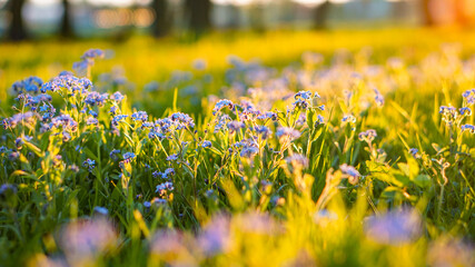 Flowers meadow