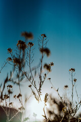 beautiful photography of a plant on a sunset background, backlight