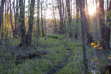 East European swamps. Ecological reserve.