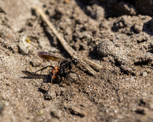 Macro shot of a pompilidae on the ground