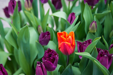 Beautiful flowers blooming in front of Rijksmuseum, Amsterdam, Netherlands