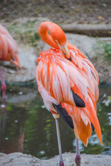 Fototapeta na wymiar pink flamingo in the water
