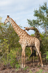 Pair of adult giraffes with one bending his neck sideways looking funny and crazy in Kruger National Park, South Africa