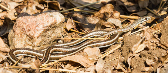 A mildly venomous Western Yellow-bellied Sand Snake (Psammophis subtaeniatus) lying on the ground with leaves and rocks in Kruger National Park, South Africa panoramic view