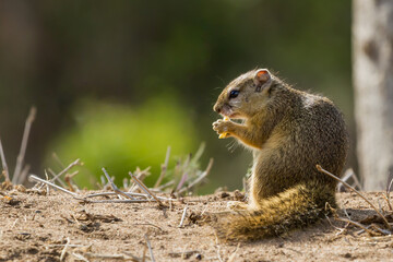 Naklejka na ściany i meble African squirrel eating and holding food in his hands in Kruger National Park, South Africa with blurred background