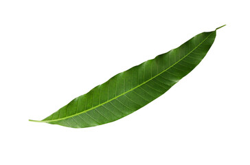 Obraz premium Mango leaves isolated on white background