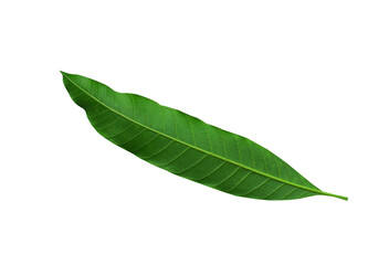 Mango leaves isolated on white background