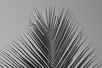 Obraz premium Black and white Palm leaf close up with sky in background