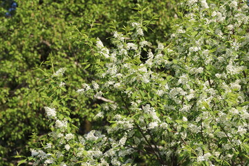 white bird cherry