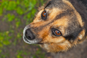 Homeless dog on a background of green grass. Black abandoned dog close up.