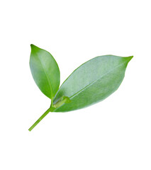 Obraz premium Green leaves isolated on white background
