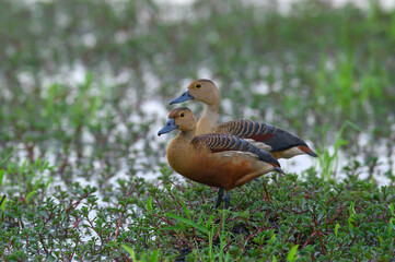 Lesser Whistling Duck, Small ducks live in nature