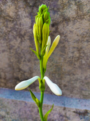 spring snowdrop flowers