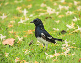 blackbird on a grass