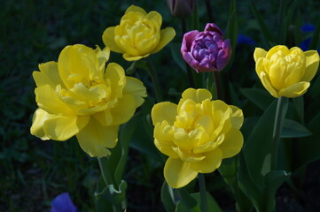 Obraz premium yellow flowers