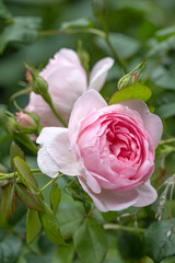 English rose 'Scepter'd Isle', a pale pink old fashioned style rose