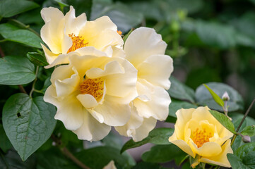 Yellow rose 'Golden Showers'