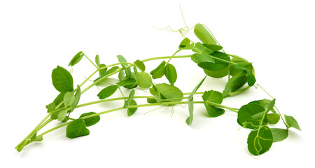 Pea sprouts, microgreen plant, isolated on white background. High resolution image.