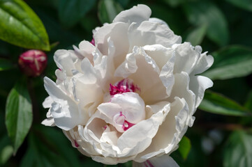 Peony lactiflora 'Festiva Maxima', a white double peony with an occasional splash of red