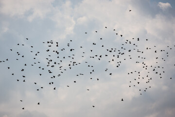 Flock of birds against a cloudy sky