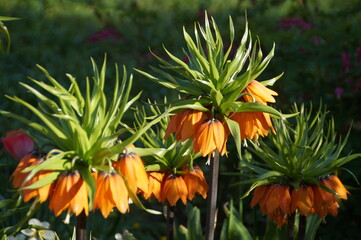 orange flowers in the garden