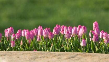 Pink tulips bloom at sunset. Selective focus.