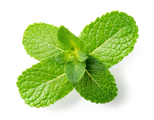 Mint leaves top view. Fresh mint on white background. Mint branch with leaf isolated. Full depth of field. © MarcoFood