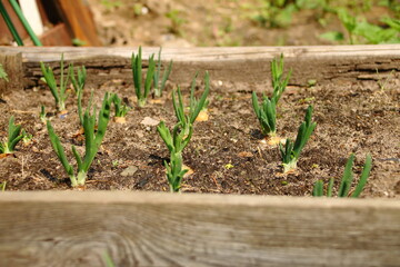 onions on the ground