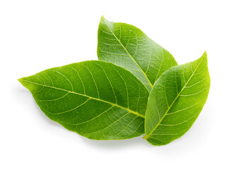 Obraz premium Walnut leaves top view isolated. Green walnut leaf on white background. Three leaves flat lay. With clipping path.