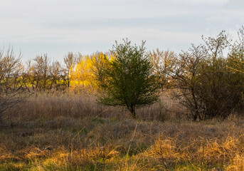 Green canopy tree in the middle of the field alone