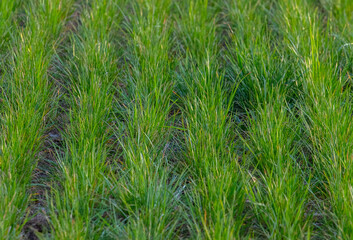 Green grass in a row on the field