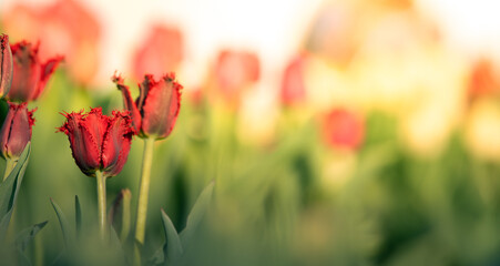 Pink tulips bloom at sunset. Selective focus.