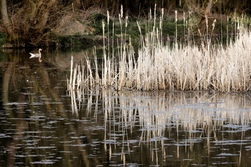 Schilf in einem Teich im Wald als Nist-/Brutplatz für Wasservögel im Hintergrund eine schwimmende Gans