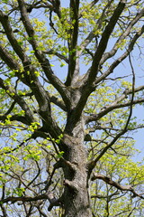 Blick in das Geäst von Eichenbäumen