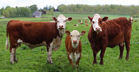 Little newborn Hereford calf standing between two cows with the herd in the background