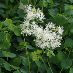 (Thalictrum aquilegifolium 'Album' ) Gros plan sur fleurs de pigamon à feuilles d'ancolie en forme de pompons ou plumets blanc crème