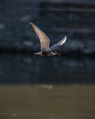 Bird in flight