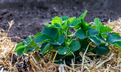 Strawberry bush. Industrial cultivation of strawberries