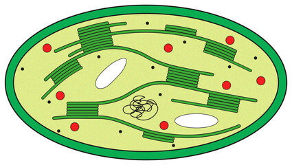 chloroplast