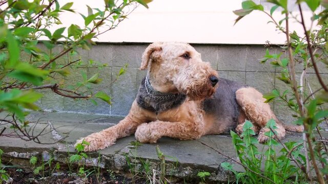 An adult dog breed airedale terrier lies and rests in the shade next to the house, and looks around
