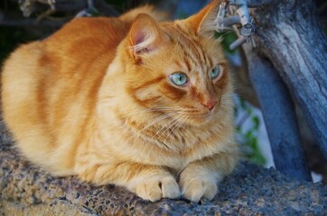 Naklejka na ściany i meble ginger cat lies on a stone fence